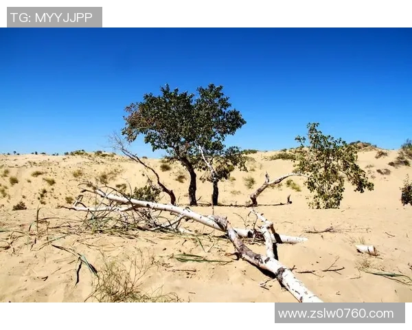 10号足球明星蓝白条纹球衣的魅力与传奇故事解析